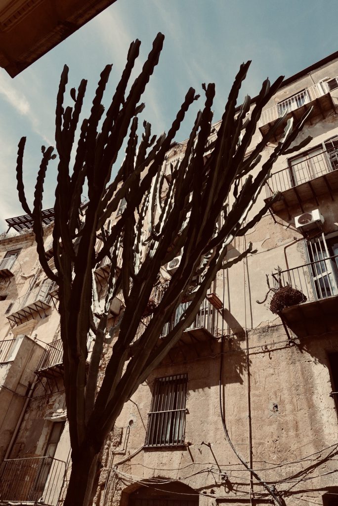 Straat met cactus, Agrigento, Sicilië
