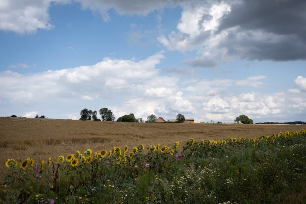 Korenveld omzoomd door zonnebloemen bij Gammelstrup
