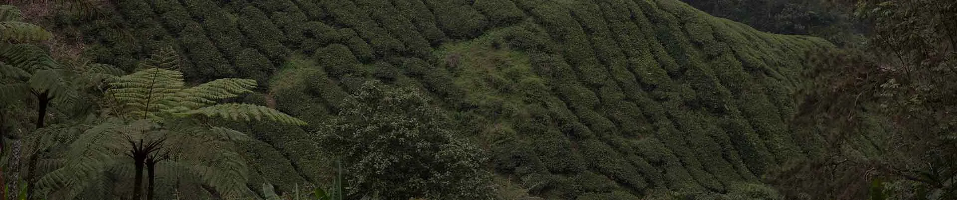 Sri Lanka tea fields